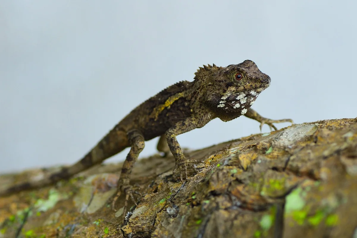 Final Installation and Torque Sequence